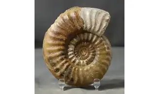 Tropidoceras masseanum