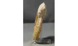 Tropidoceras masseanum