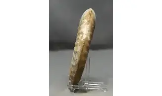 Tropidoceras masseanum