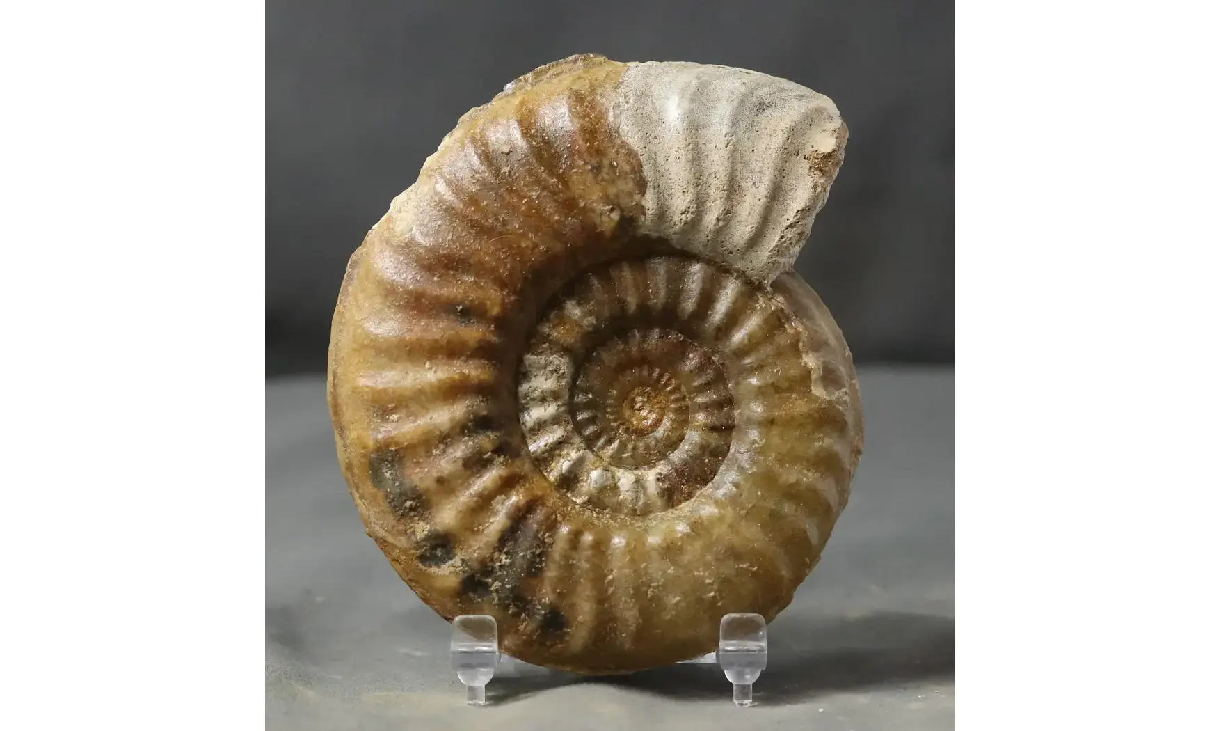 Tropidoceras masseanum