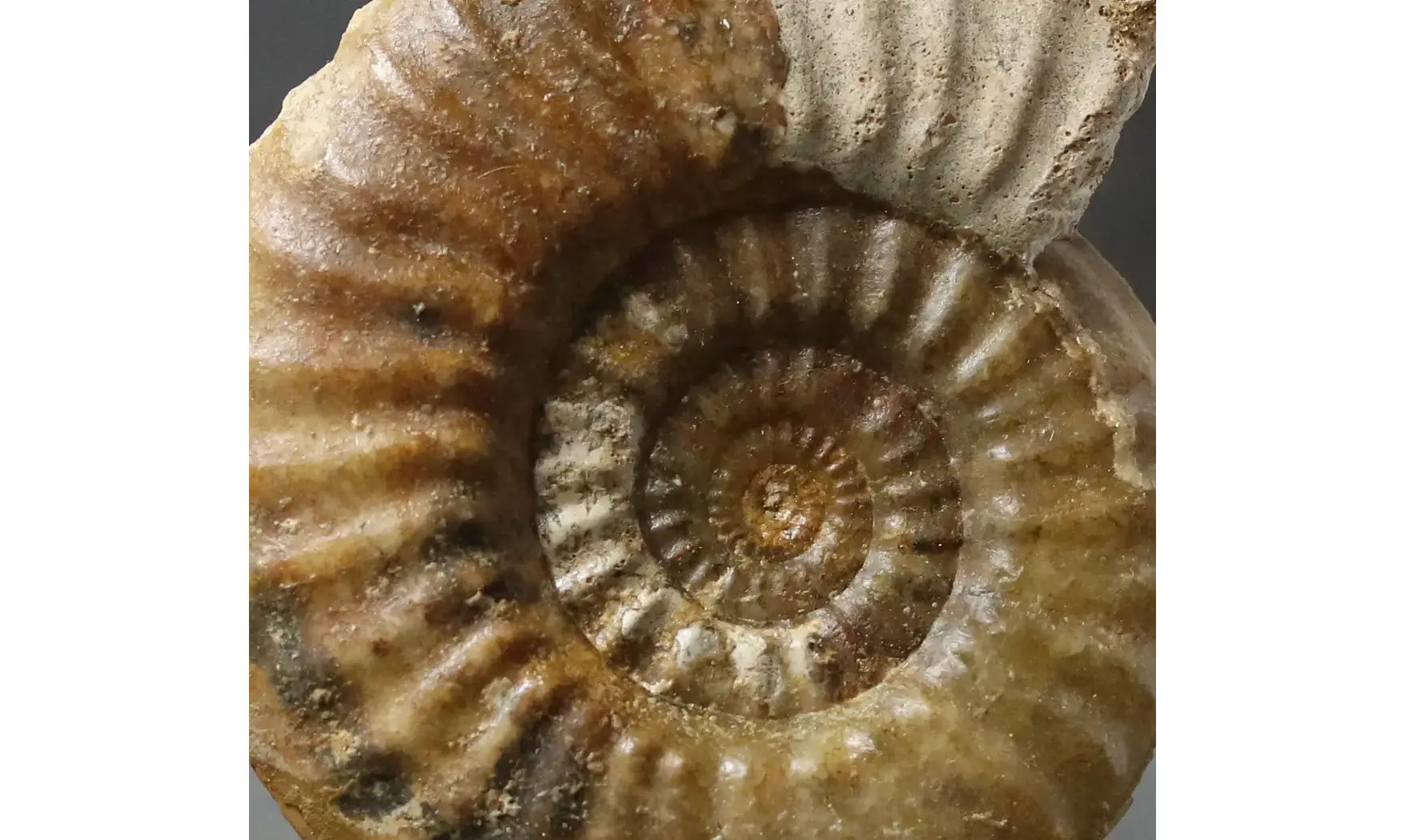 Tropidoceras masseanum