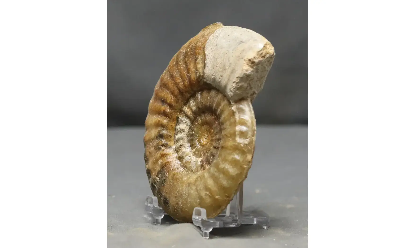 Tropidoceras masseanum