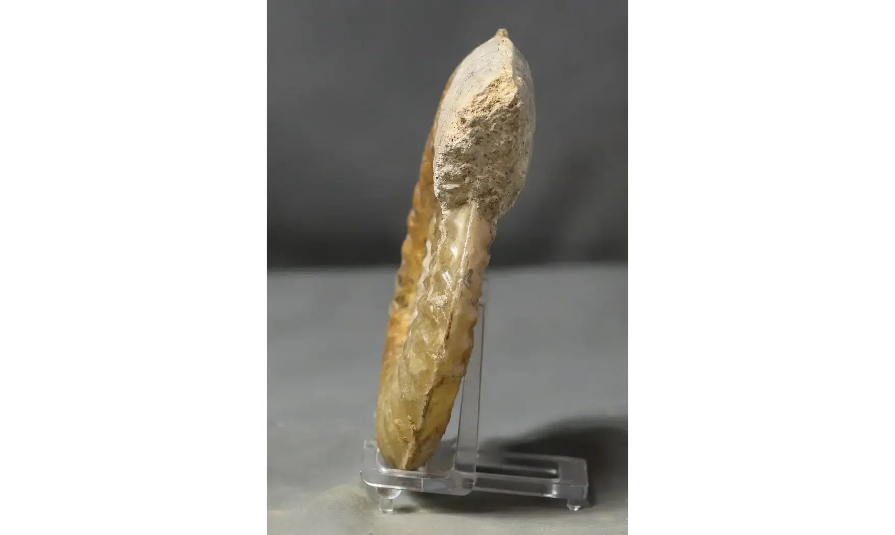 Tropidoceras masseanum
