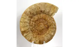 Acanthopleuroceras valdani