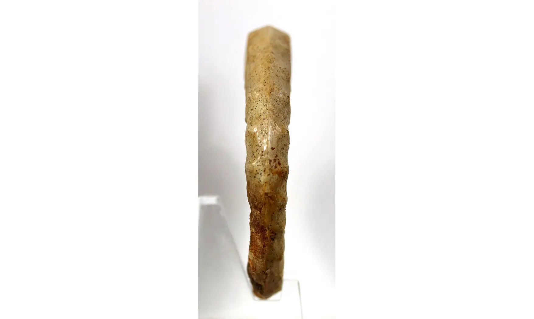 Acanthopleuroceras valdani