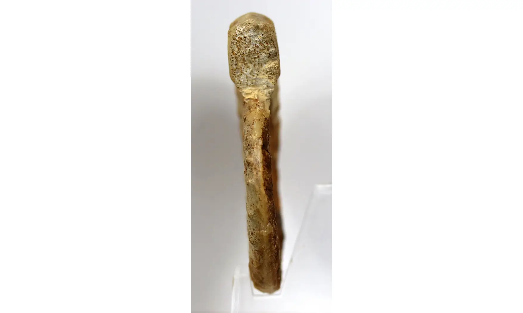 Acanthopleuroceras valdani
