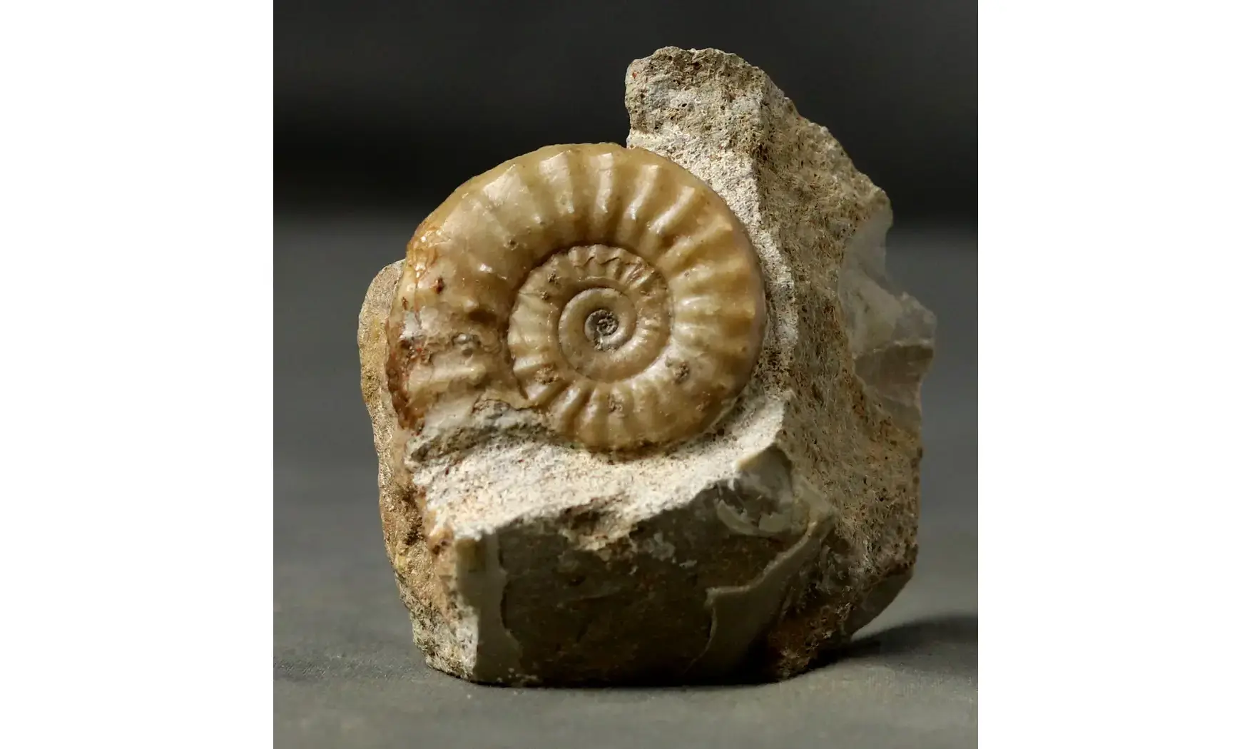 Acanthopleuroceras valdani