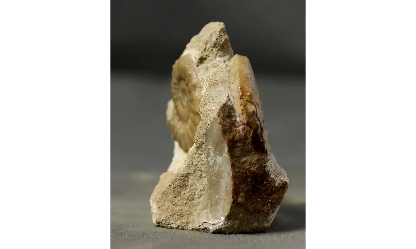 Acanthopleuroceras valdani