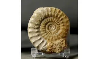 Acanthopleuroceras valdani