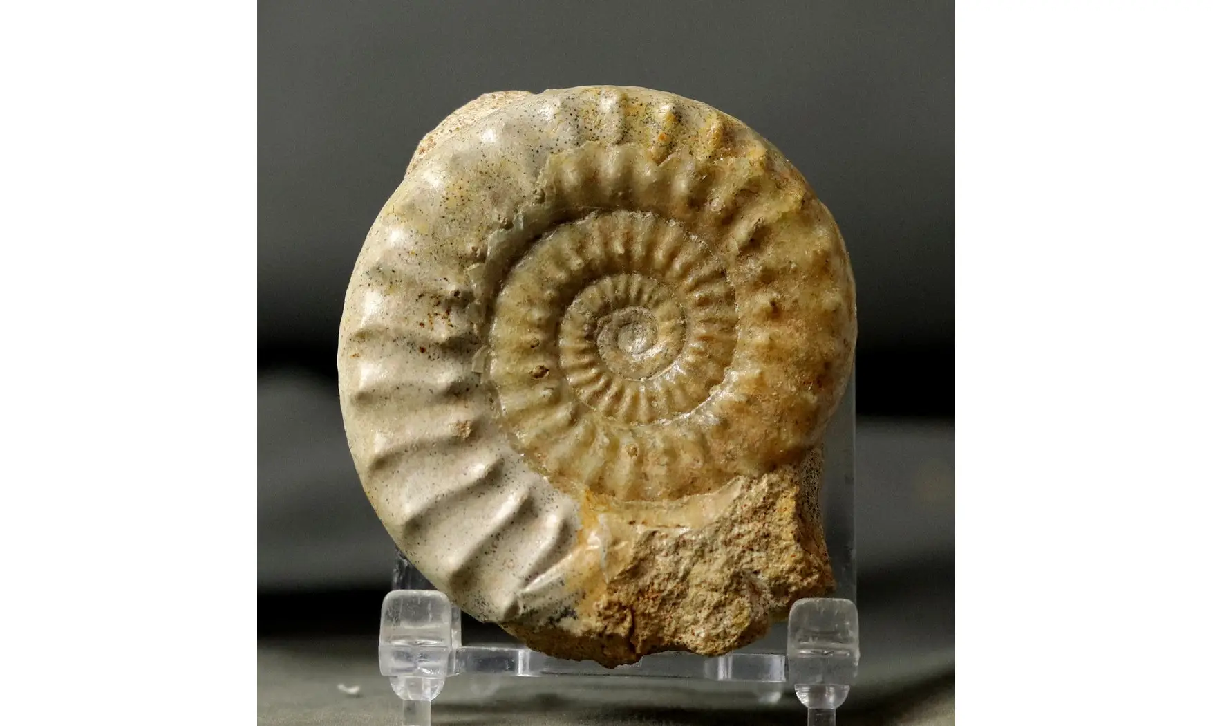 Acanthopleuroceras valdani