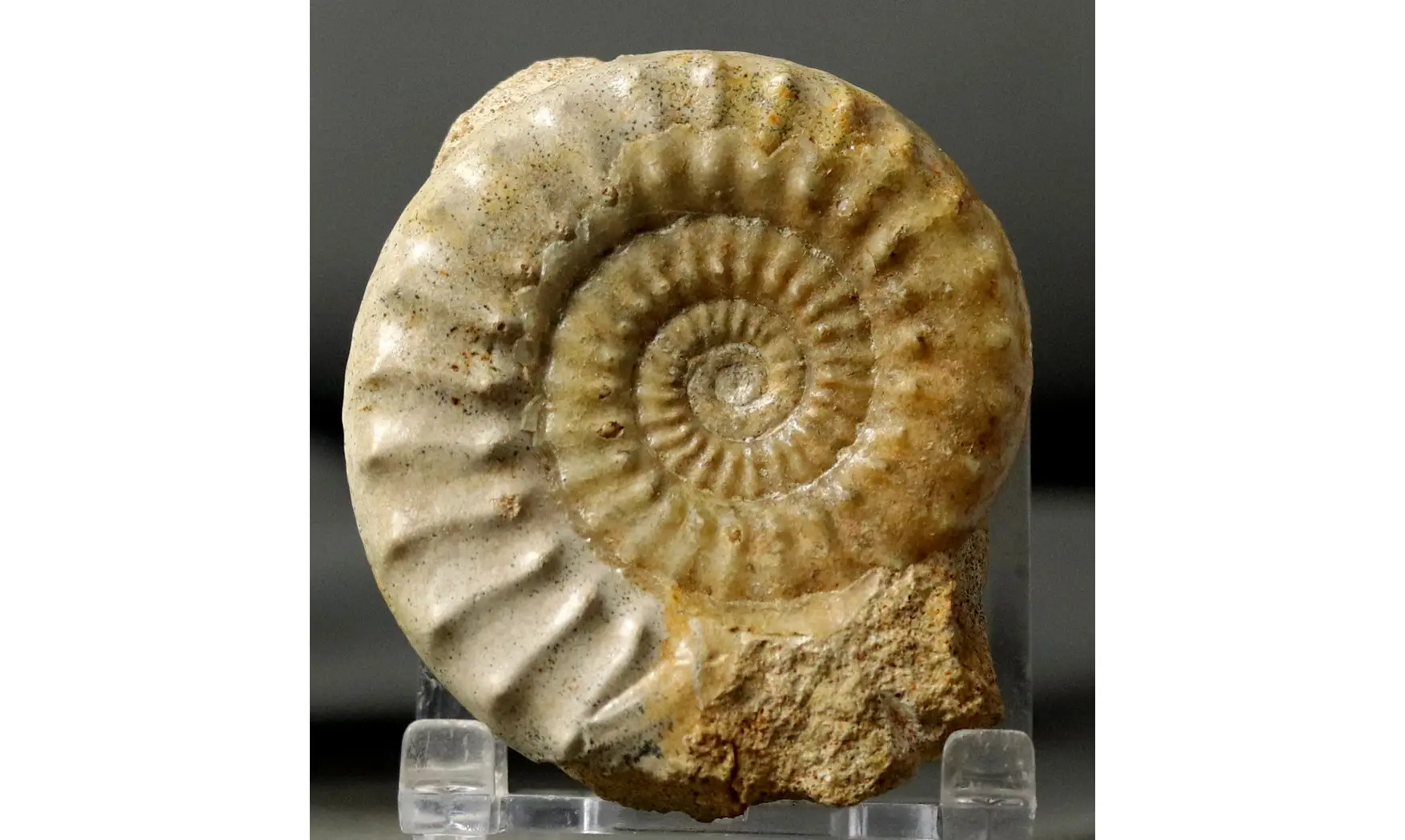 Acanthopleuroceras valdani