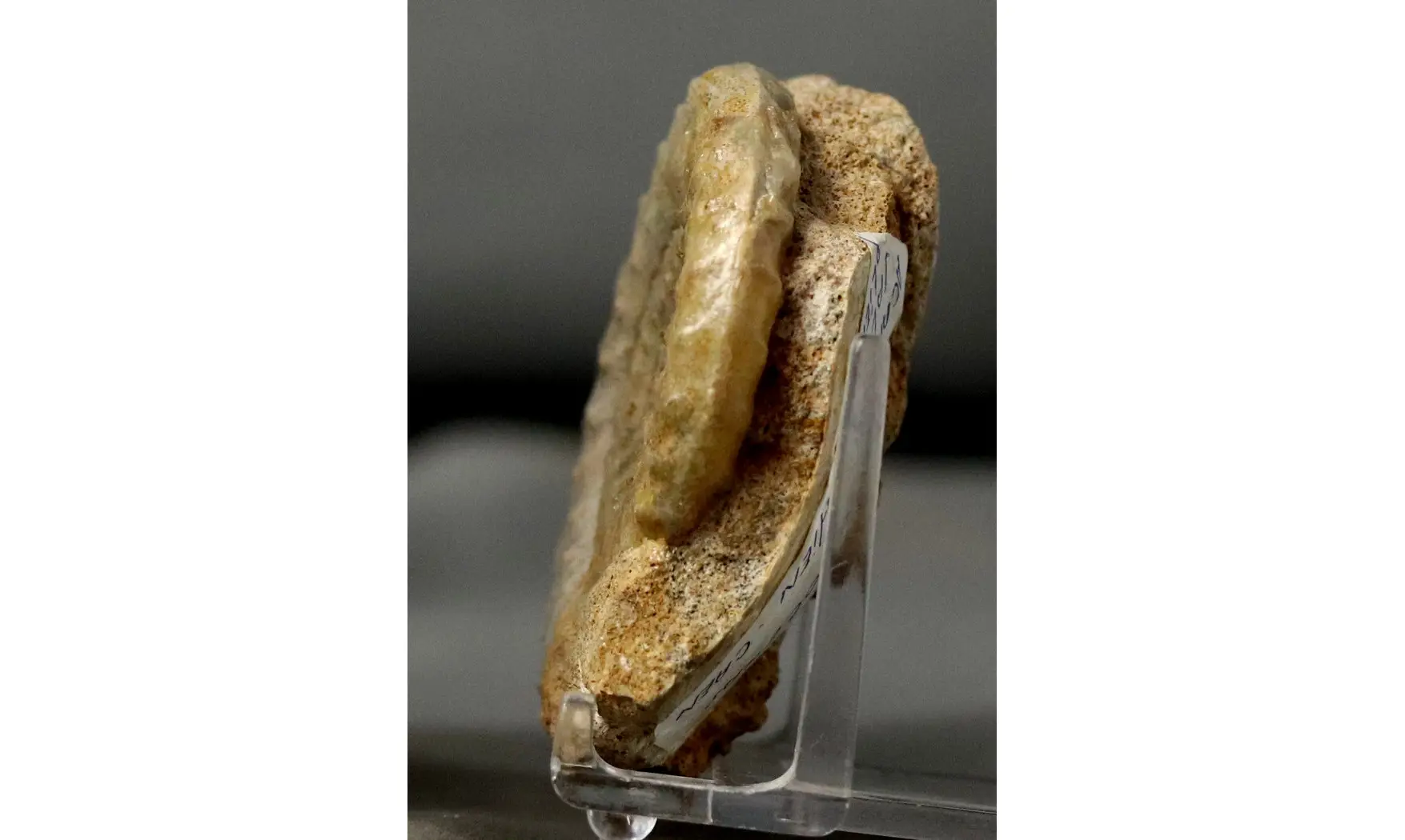 Acanthopleuroceras valdani