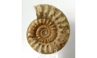Acanthopleuroceras valdani