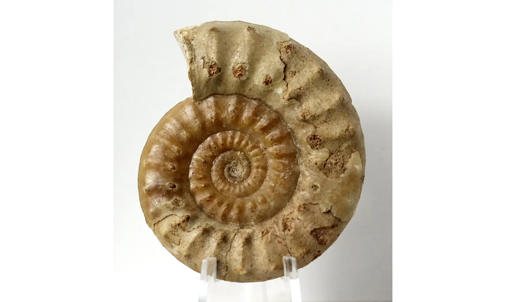 Acanthopleuroceras valdani
