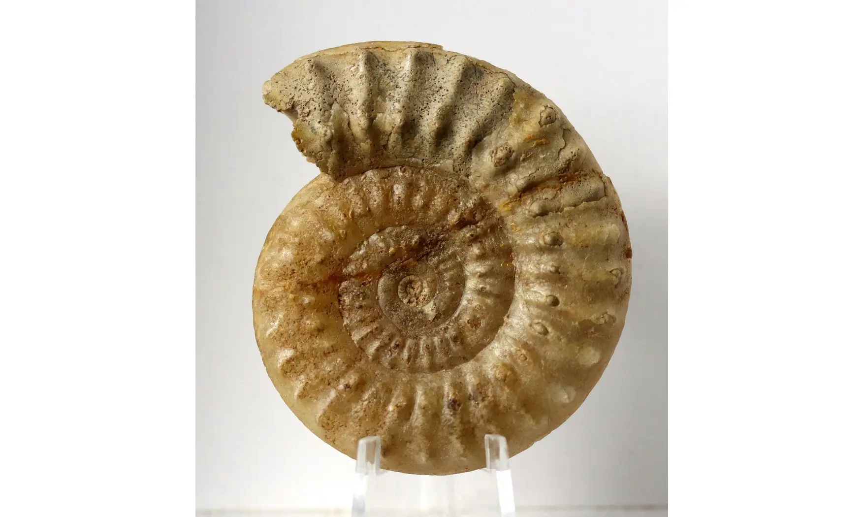 Acanthopleuroceras valdani