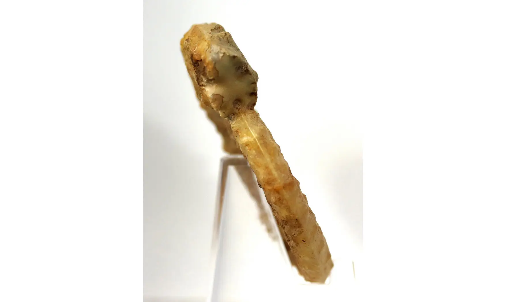 Acanthopleuroceras valdani