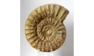 Acanthopleuroceras valdani