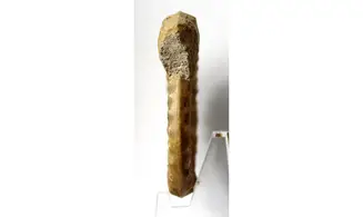 Acanthopleuroceras valdani