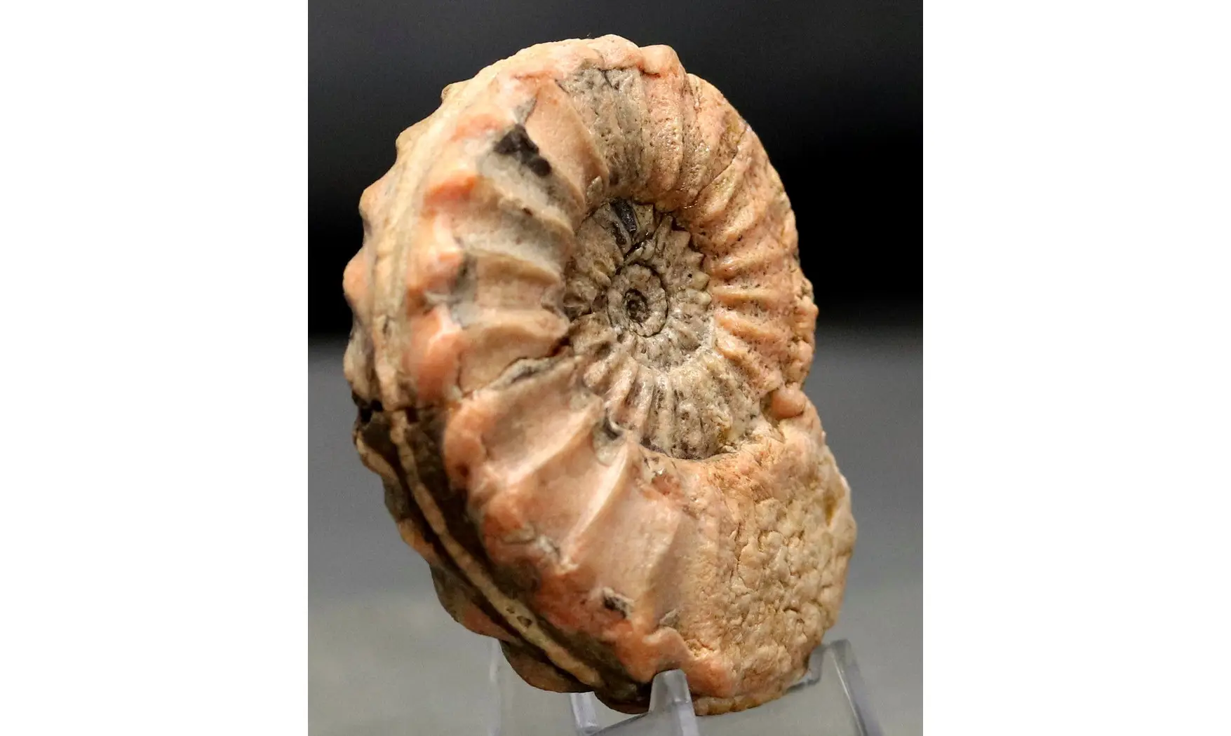 Pleuroceras spinatum