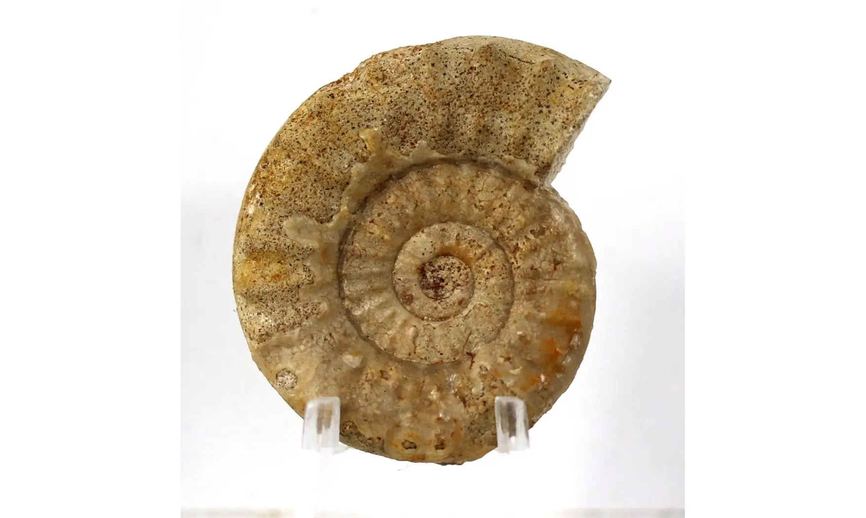 Acanthopleuroceras valdani