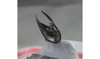 Harpes perradiatus