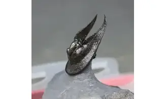 Harpes perradiatus