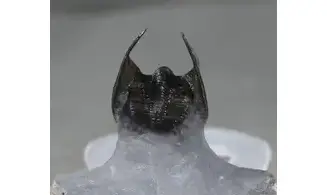Harpes perradiatus