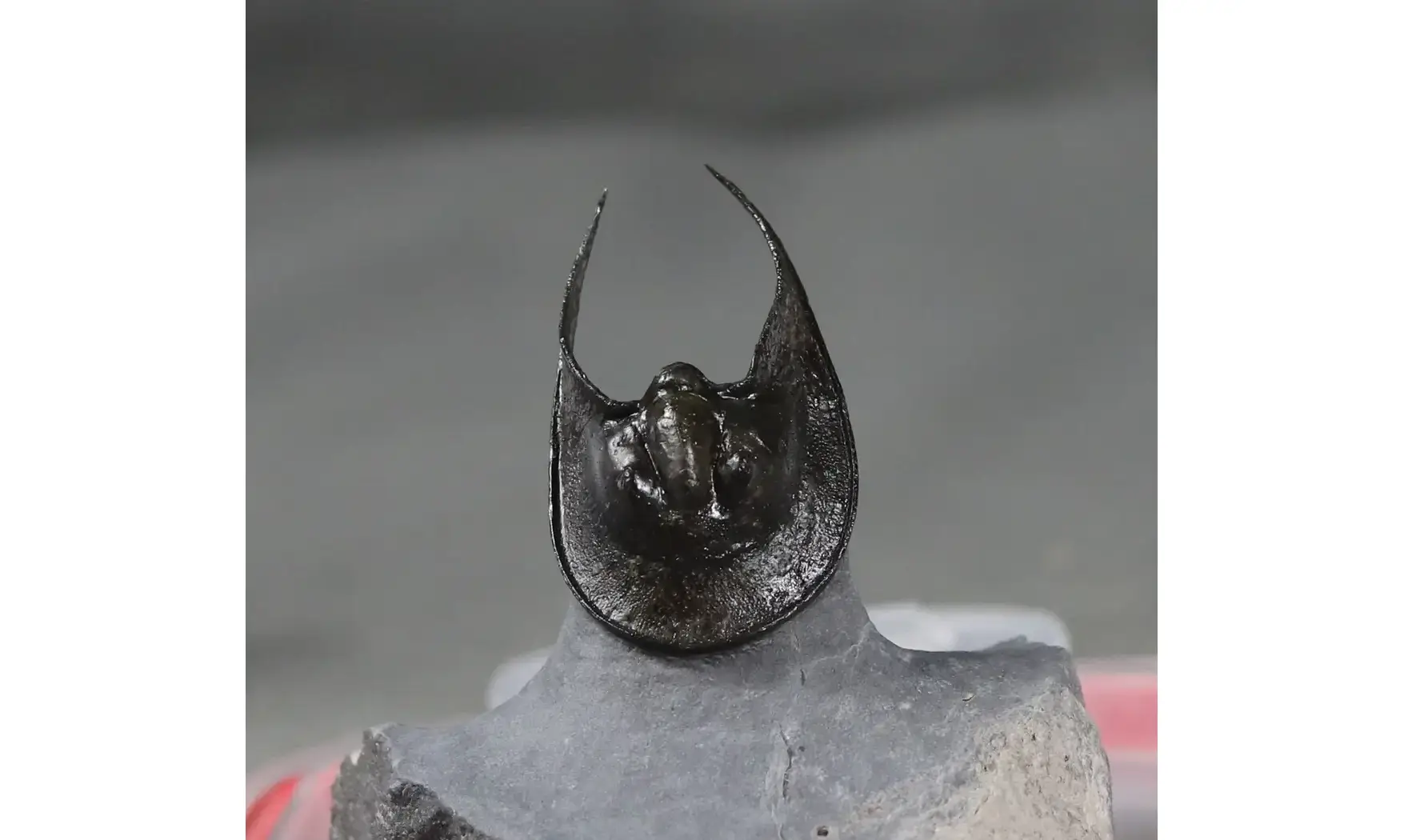 Harpes perradiatus