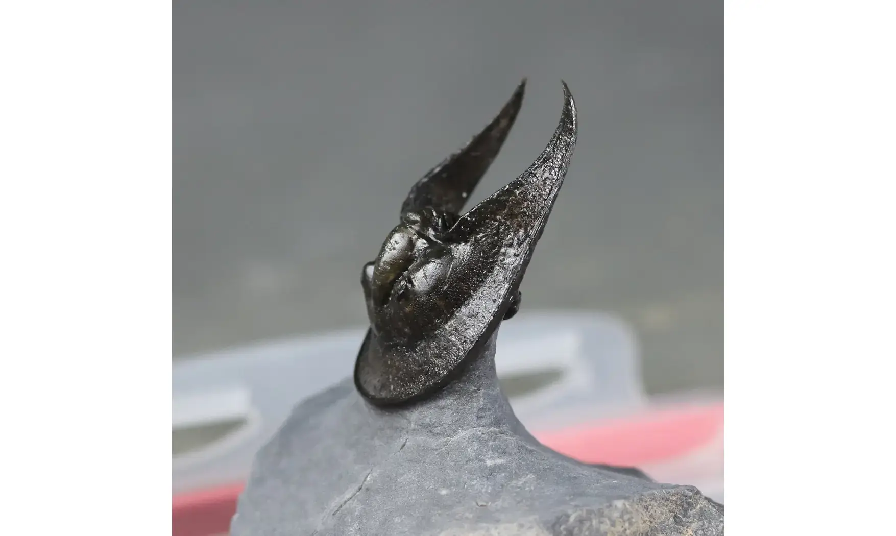 Harpes perradiatus