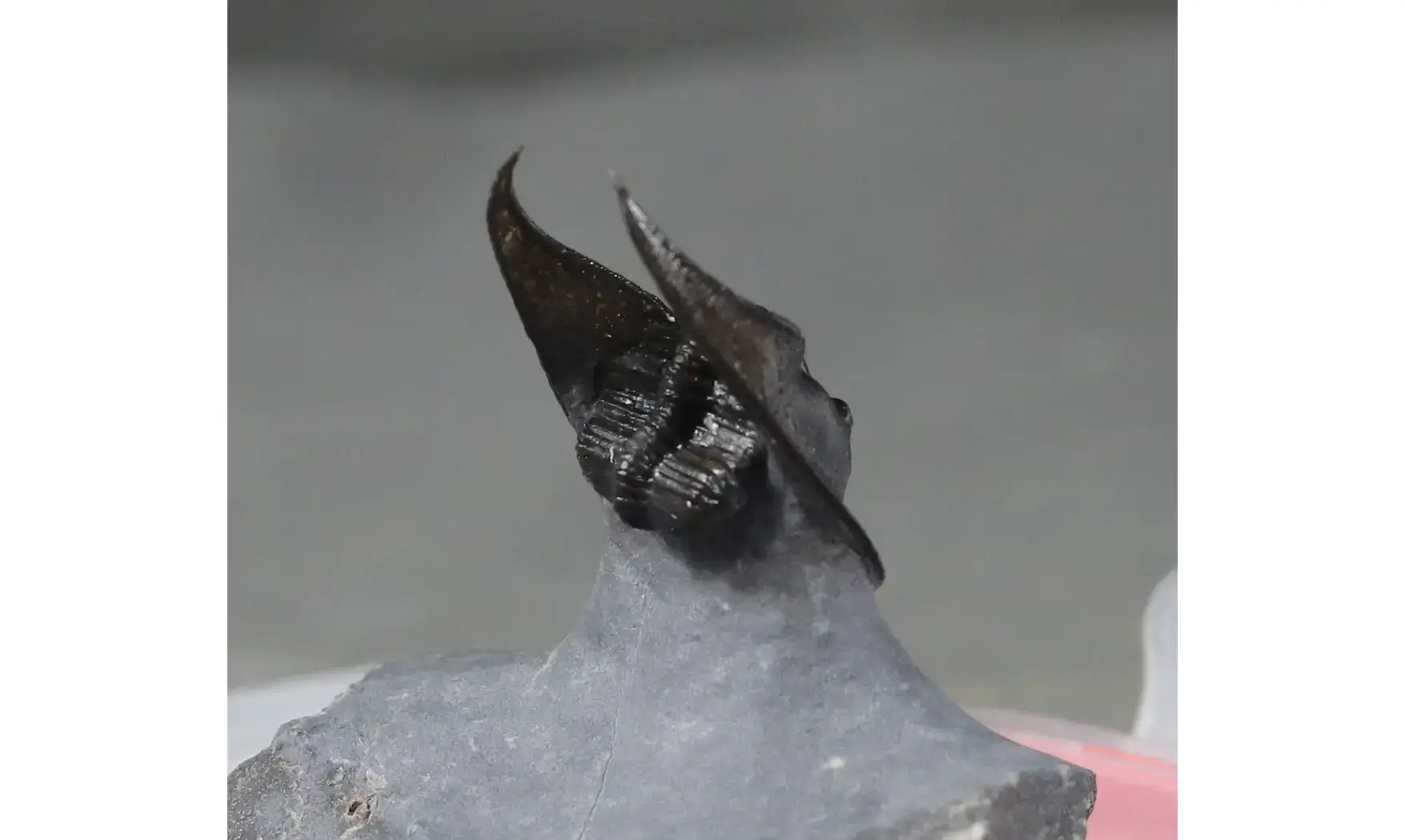 Harpes perradiatus