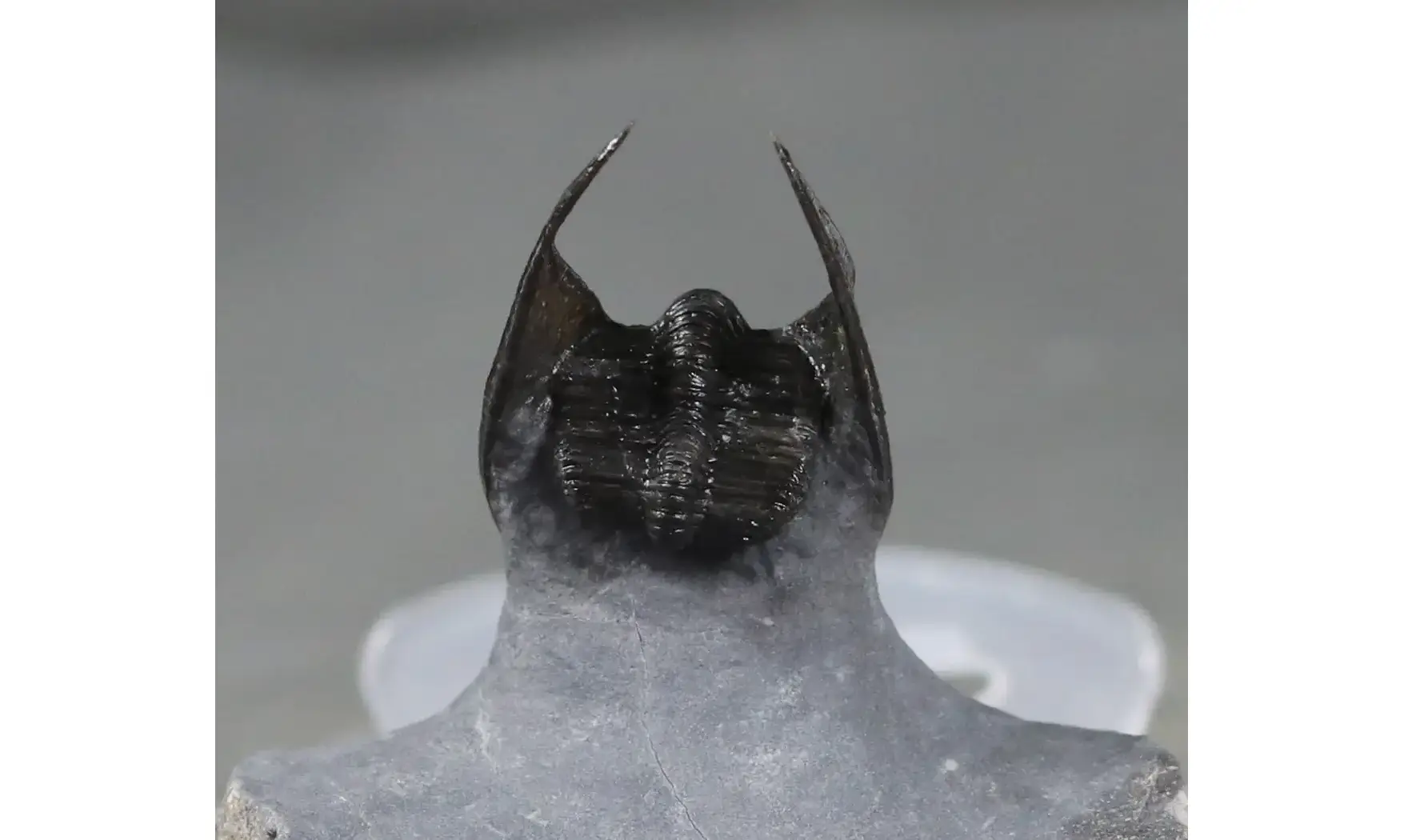 Harpes perradiatus