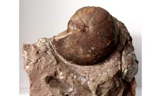 Cheiloceras subpartitum