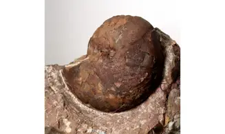 Cheiloceras subpartitum
