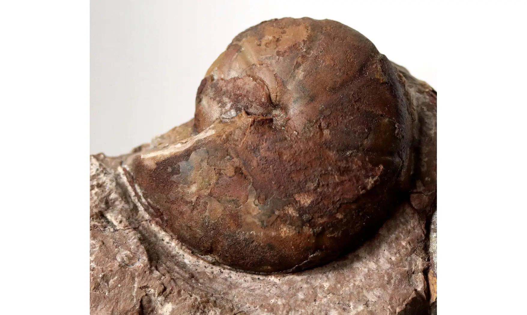 Cheiloceras subpartitum