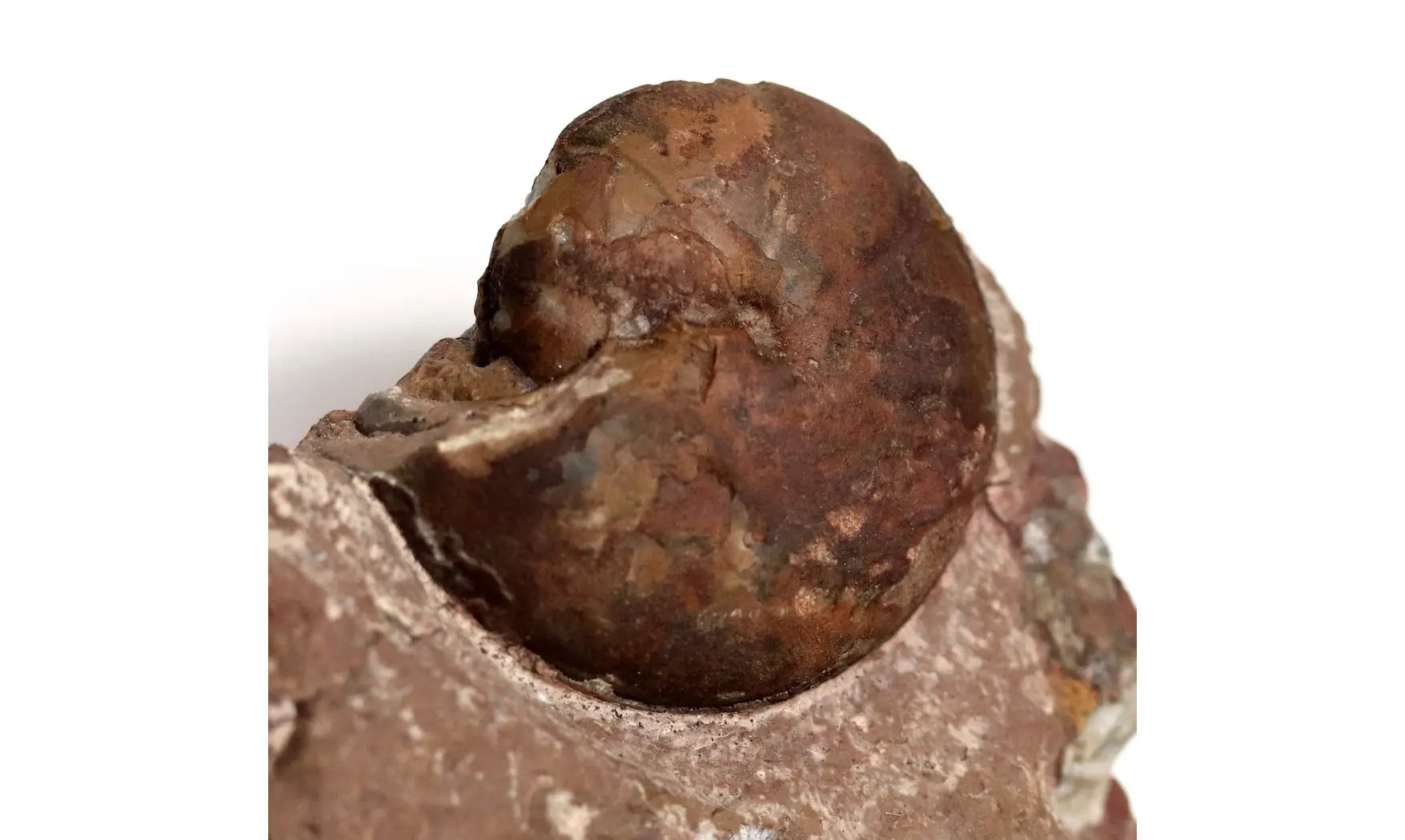 Cheiloceras subpartitum