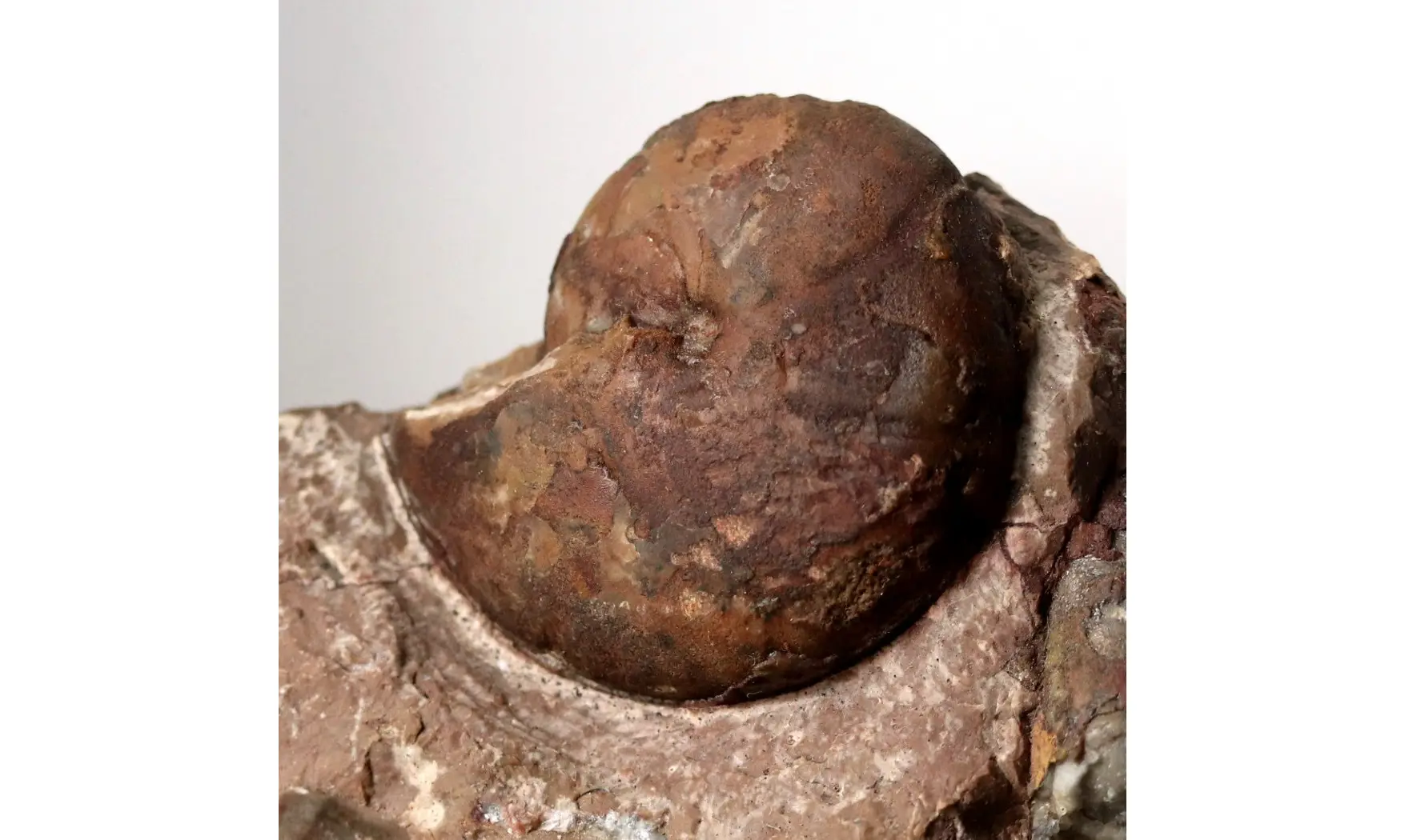 Cheiloceras subpartitum