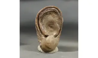 Gryphaea arcuata