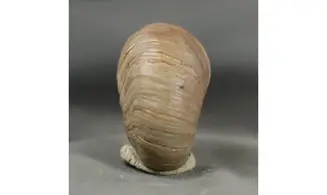 Gryphaea arcuata