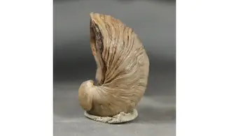 Gryphaea arcuata