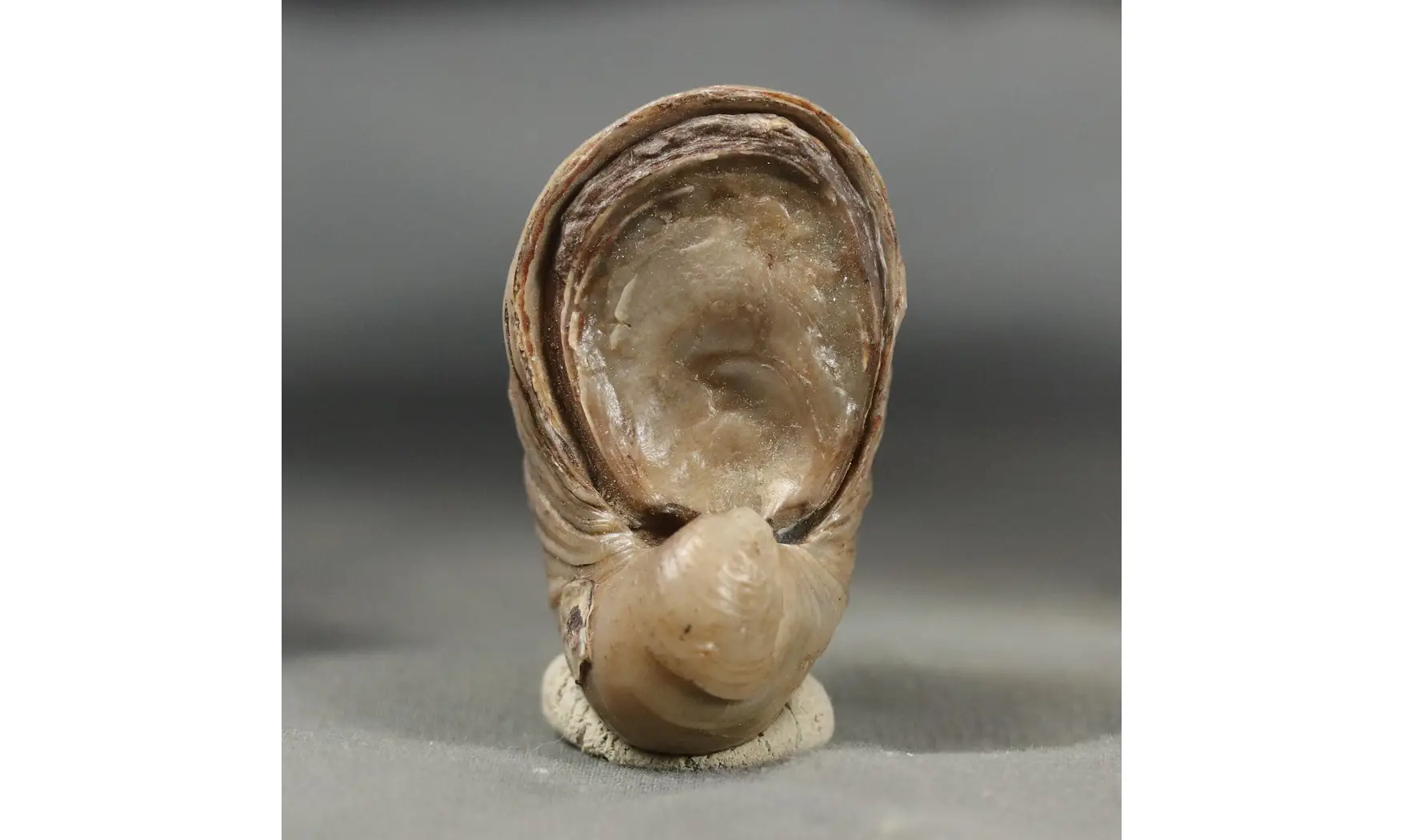 Gryphaea arcuata
