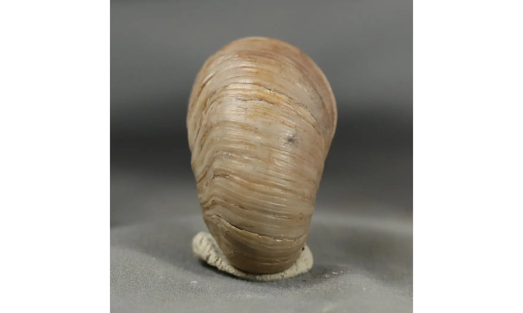 Gryphaea arcuata