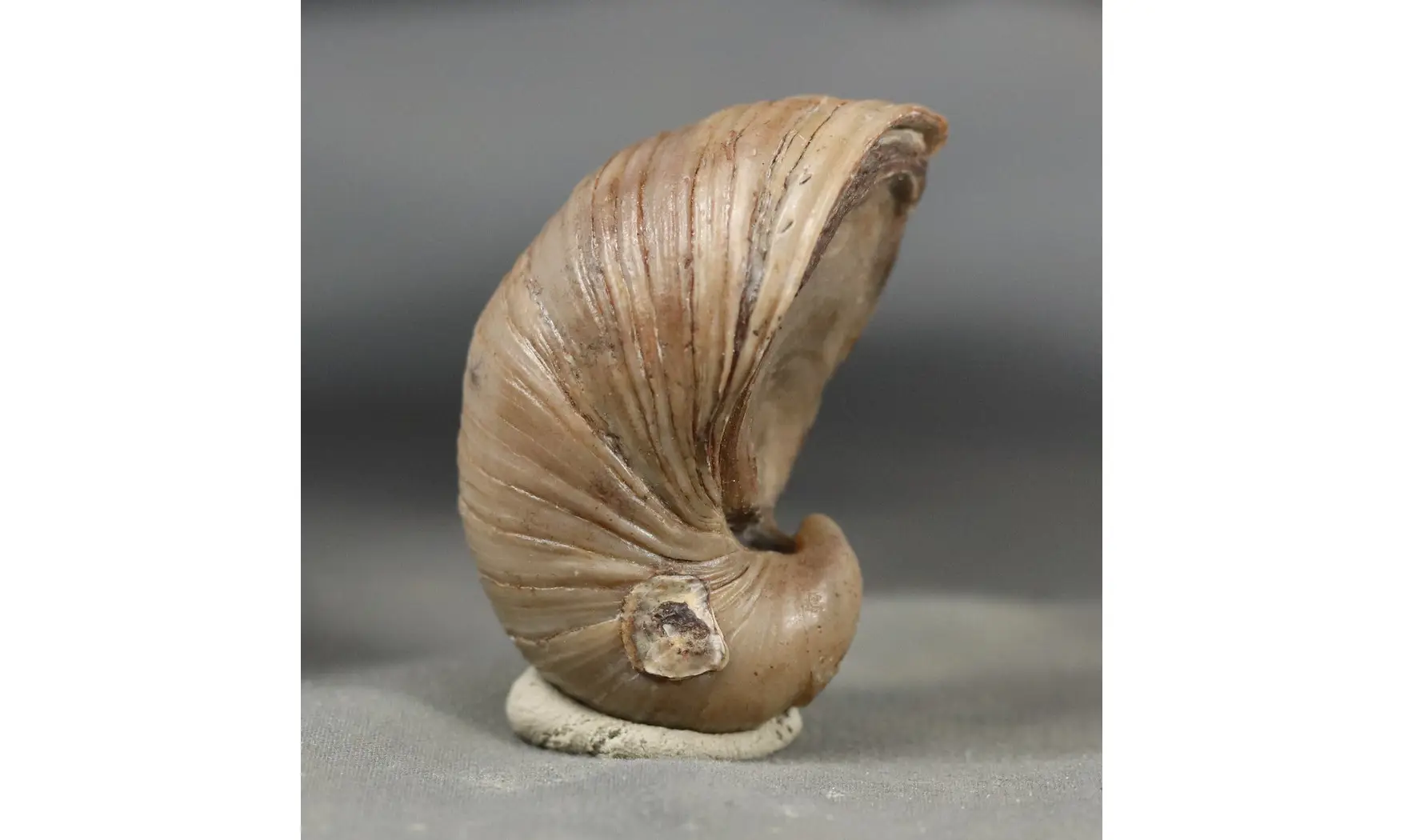 Gryphaea arcuata