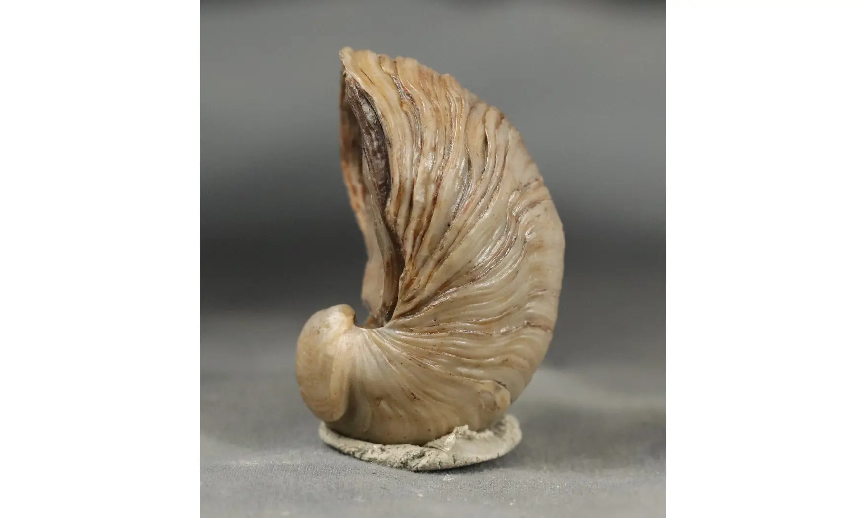 Gryphaea arcuata
