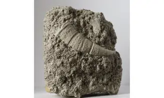 Stereolasma rectum