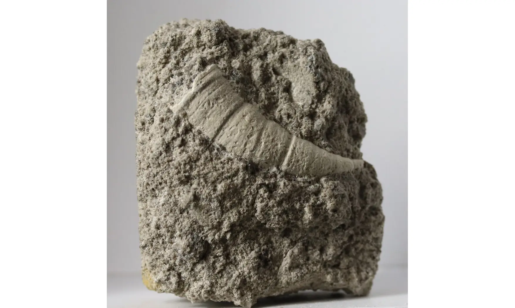 Stereolasma rectum