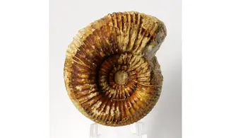 Nodicoeloceras crassoides