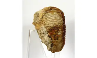 Nodicoeloceras crassoides