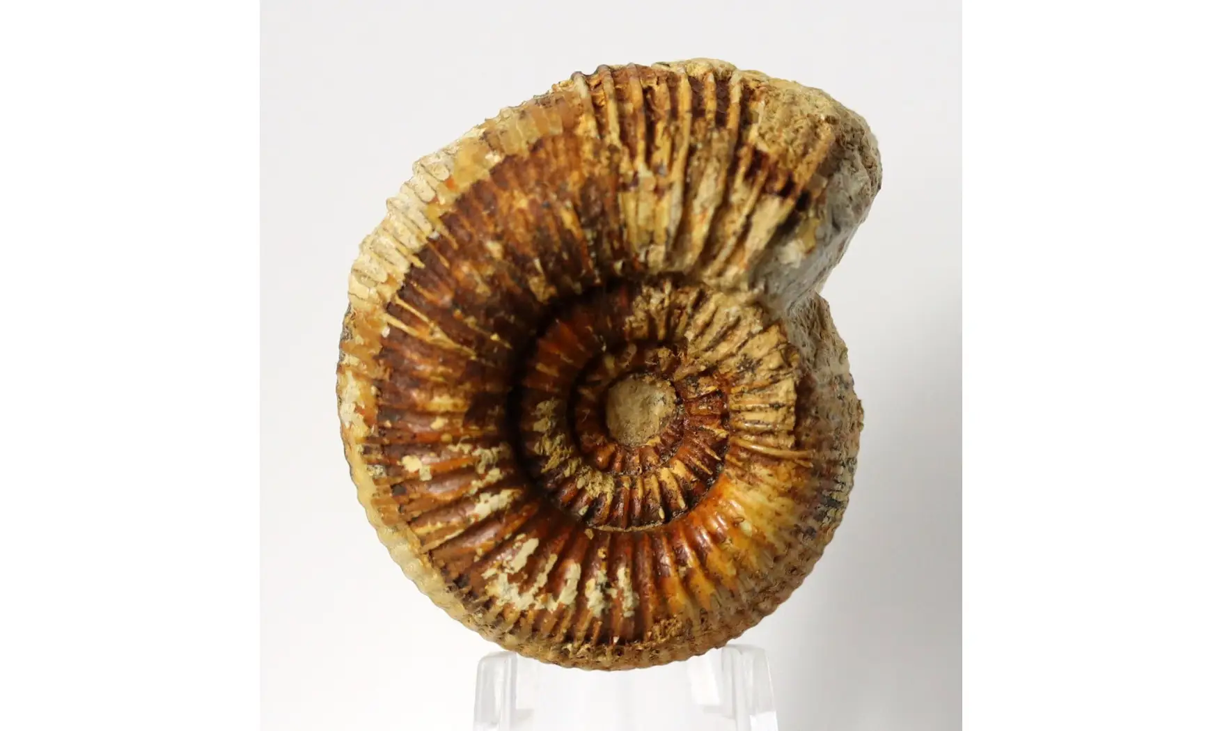 Nodicoeloceras crassoides