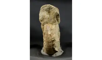 Euaspidoceras costatum
