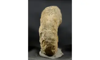Euaspidoceras costatum